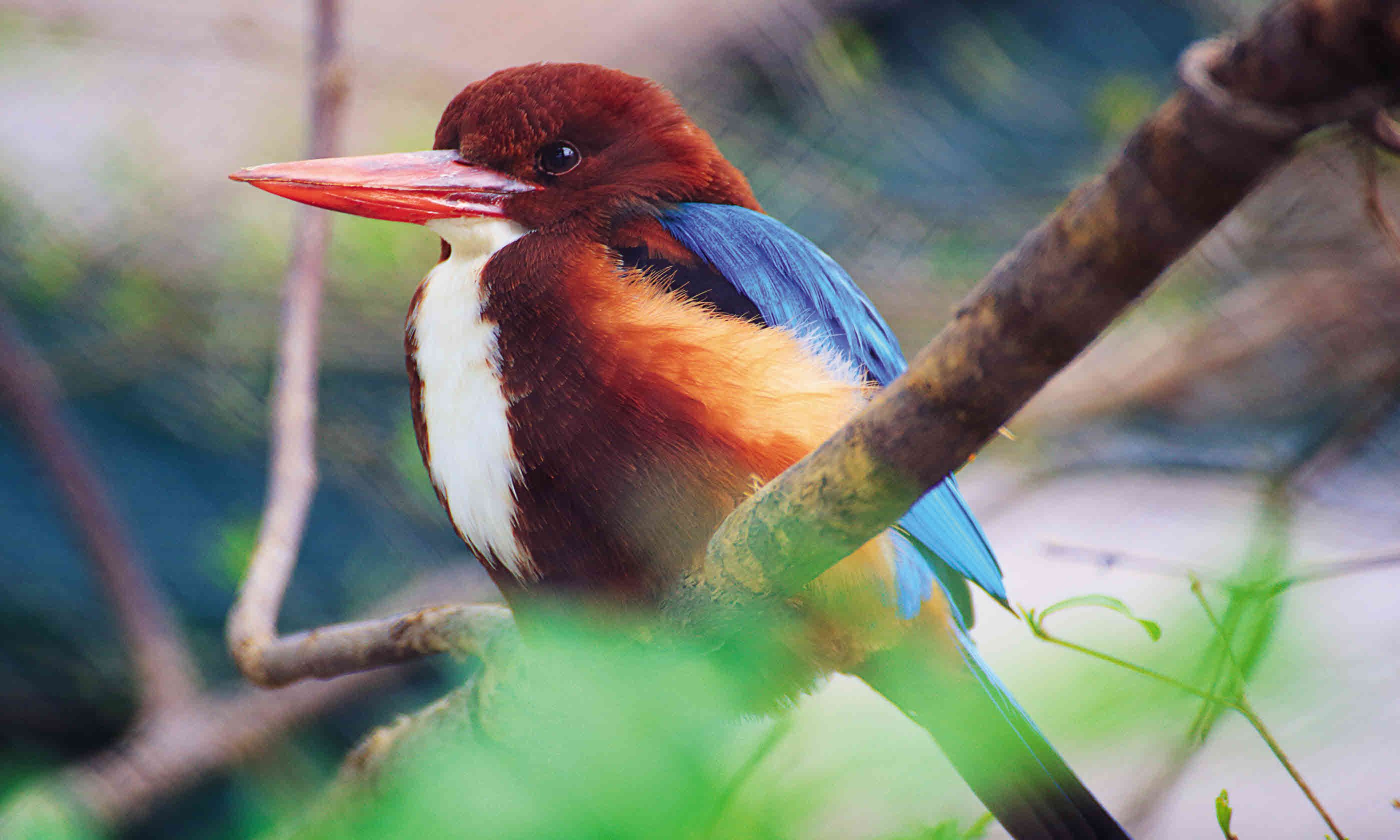 Birdlife in Rajasthan (Dreamstime)