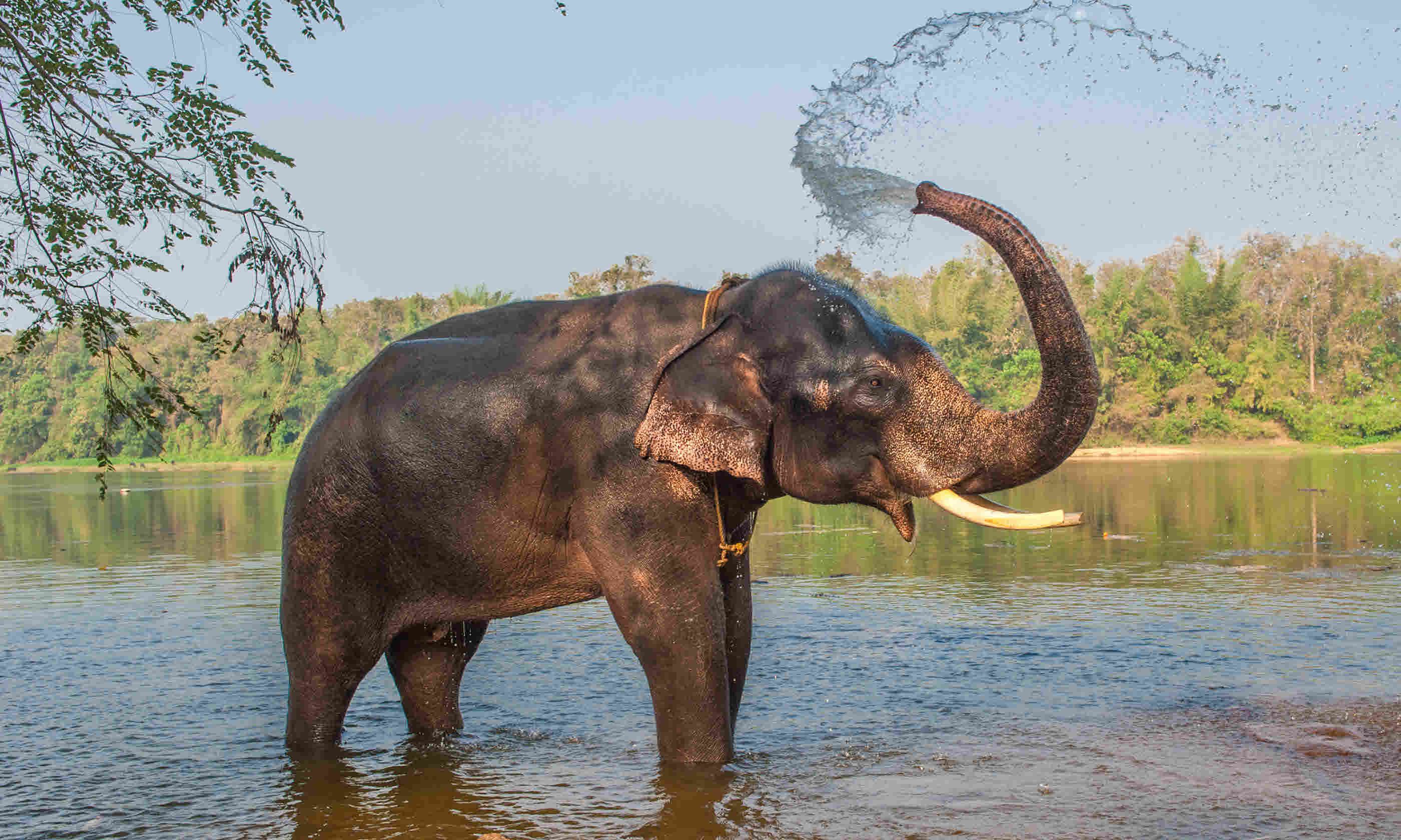 Elephant bathing in Kerala, India (Shutterstock)