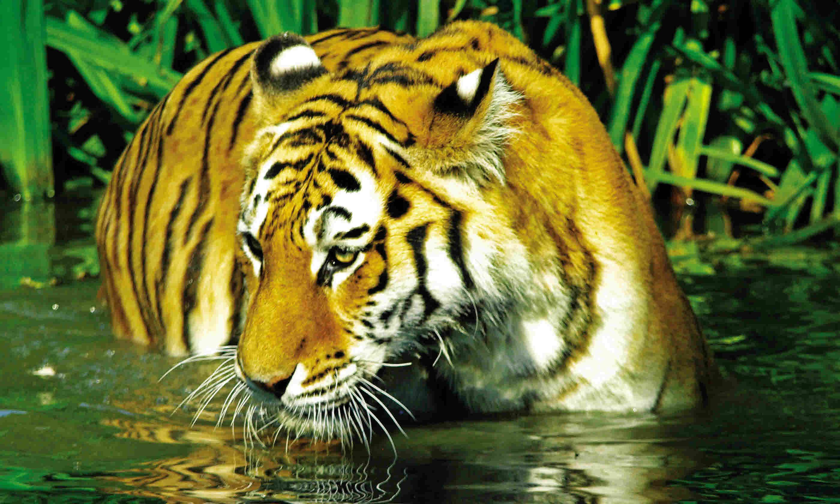 Tiger in West Bengal (Dreamstime)