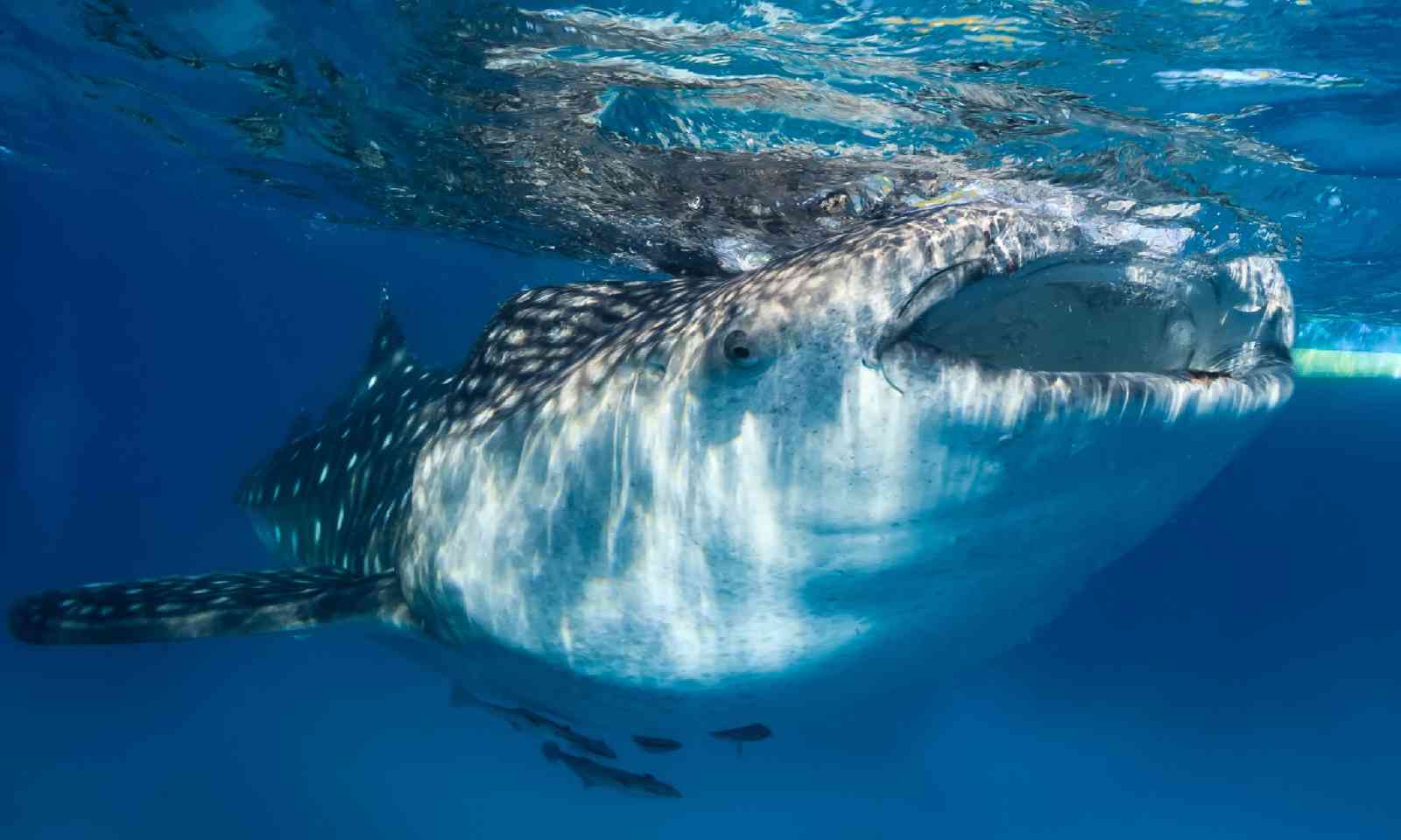 Whale shark feeding at the surface (Dreamstime)