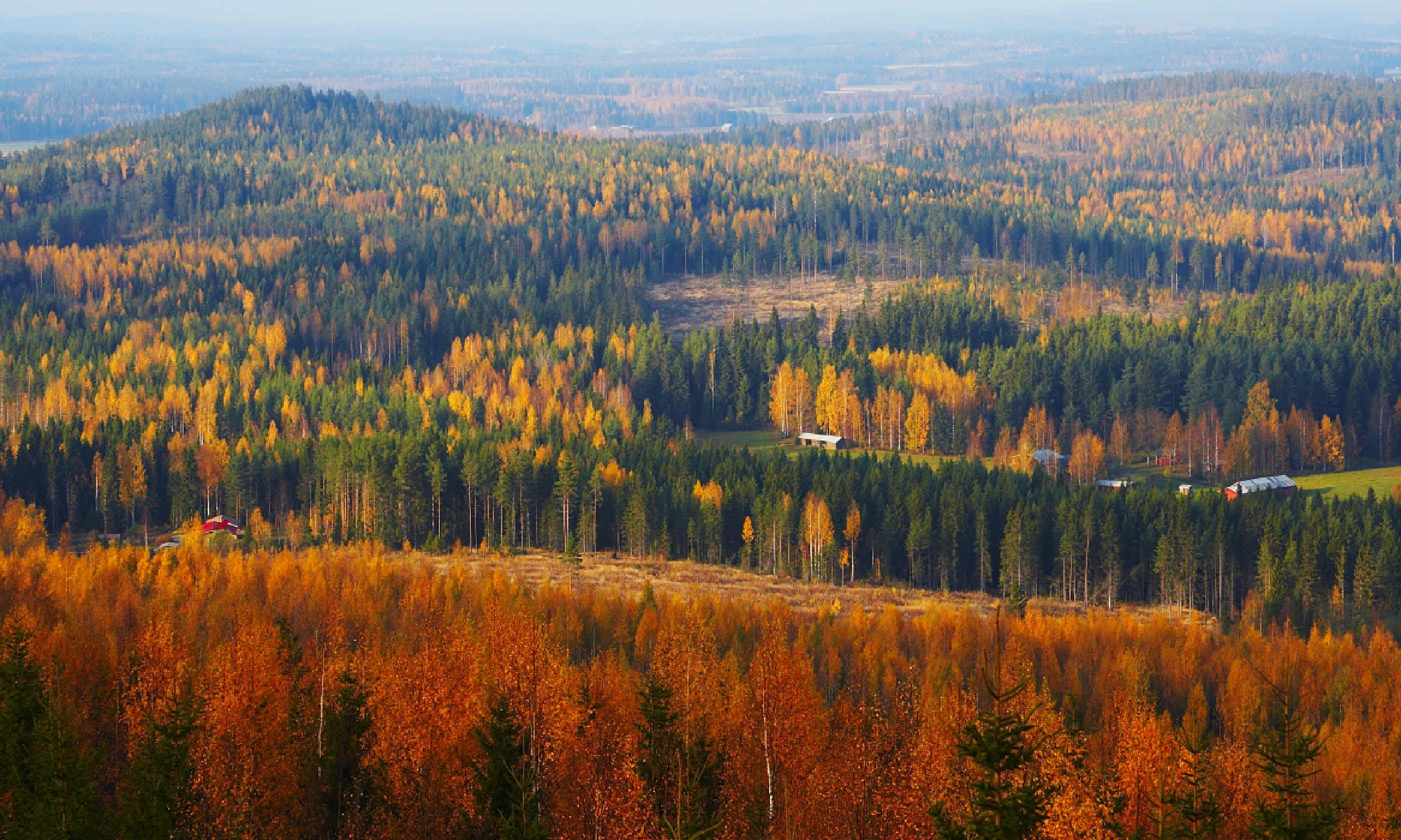 The best of autumn colours in Finnish Lapland Wanderlust