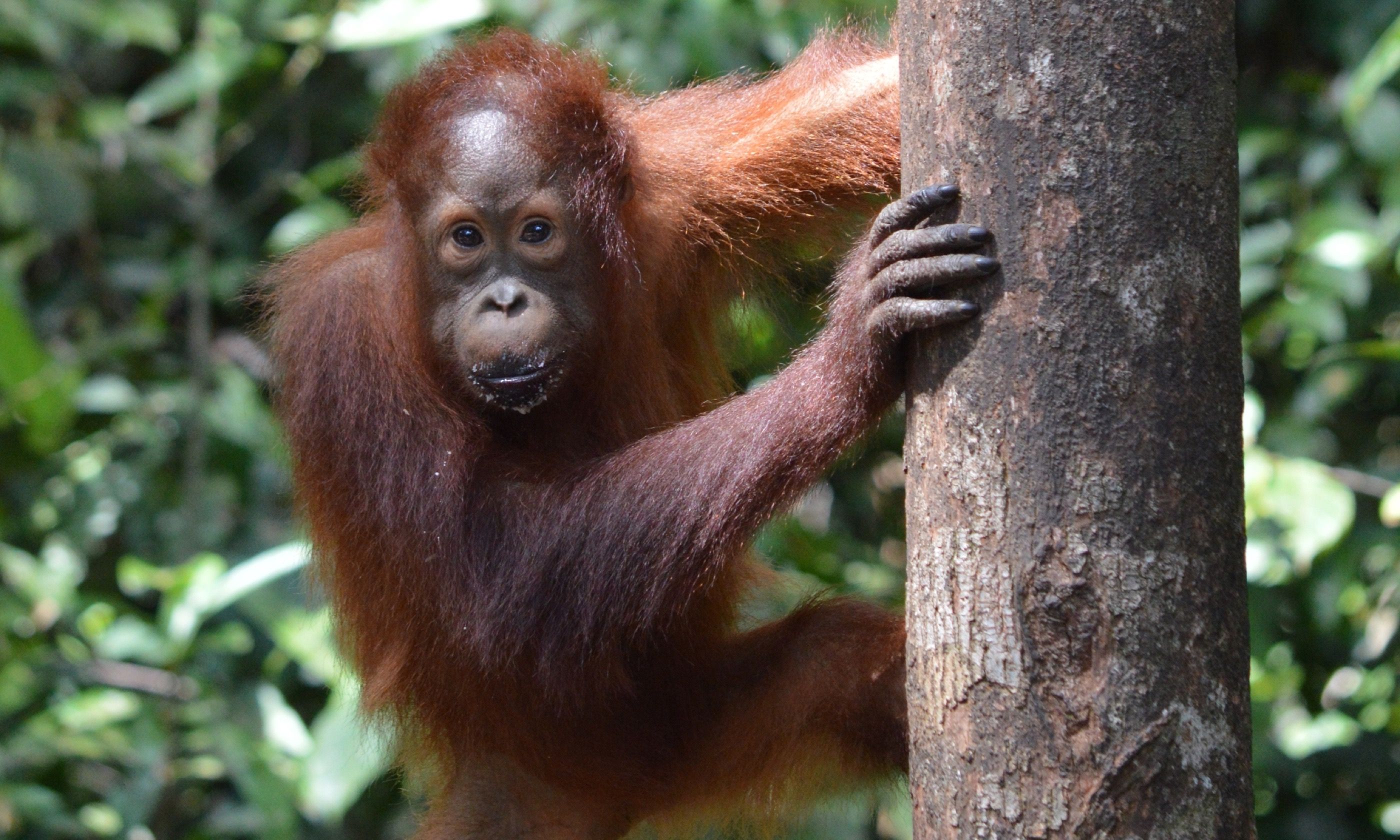 visit orangutans