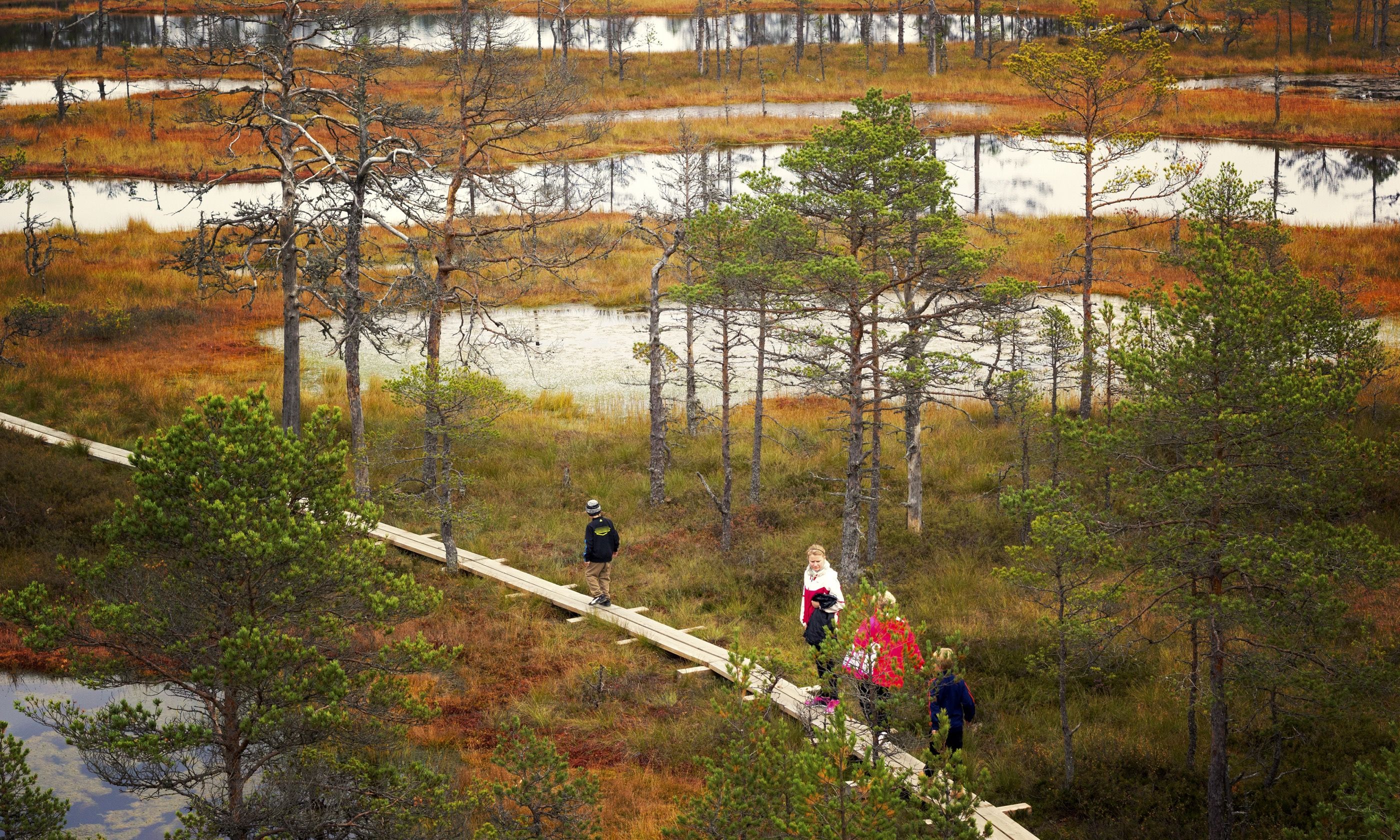 Walk through the moors in Lahemaa National Park (Dreamstime)