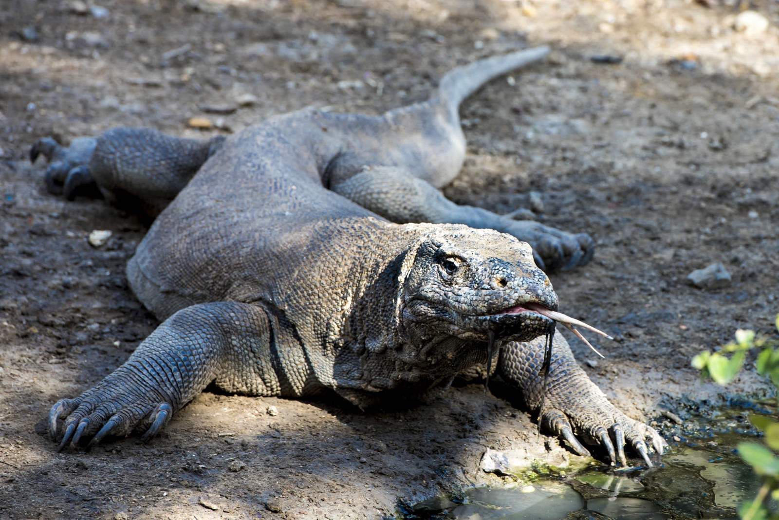 7 of Indonesia’s greatest wildlife experiences | Wanderlust