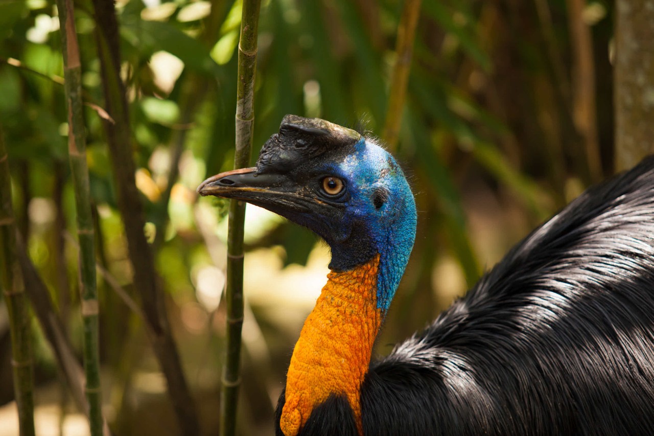 7 of Indonesia’s greatest wildlife experiences | Wanderlust