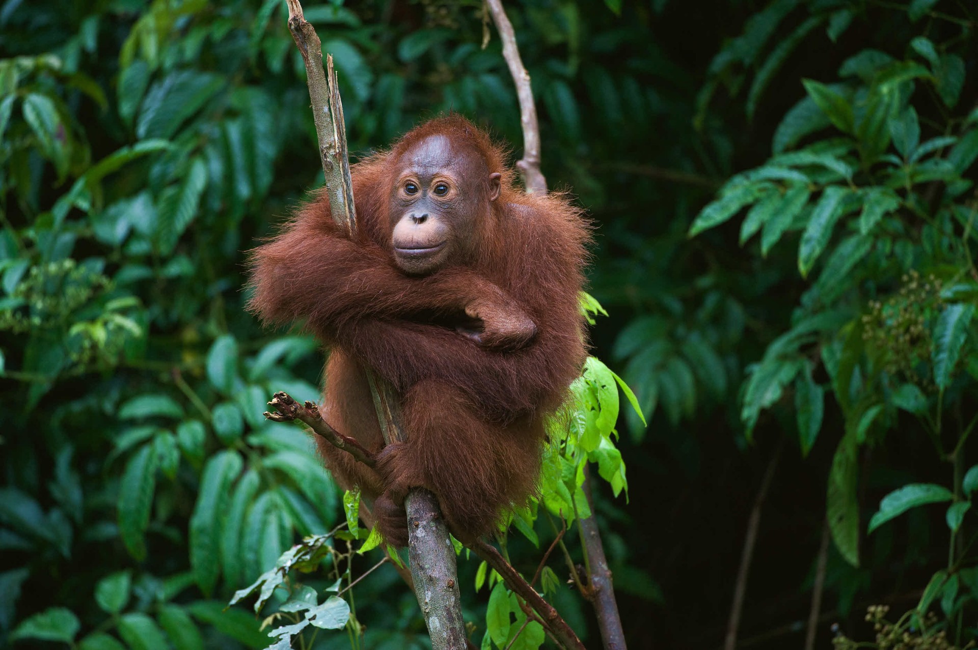 7 of Indonesia’s greatest wildlife experiences | Wanderlust