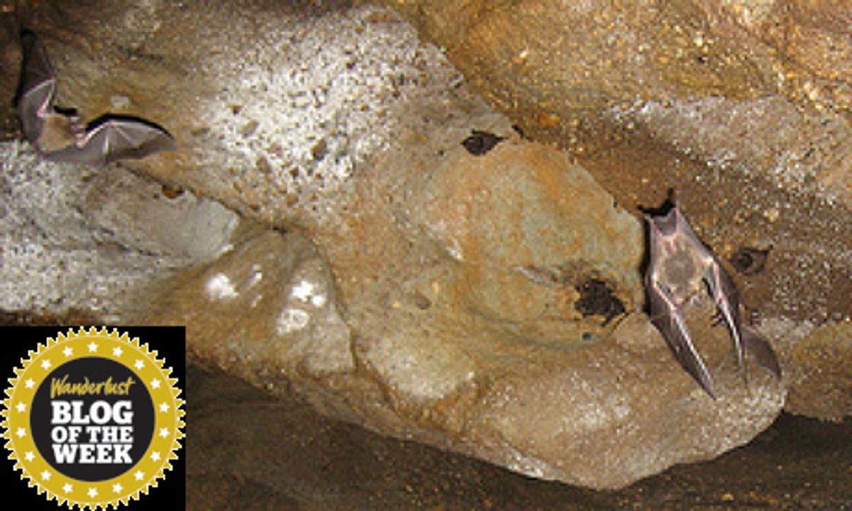 When Vampire Bats Attack Wanderlust