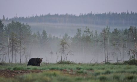 Bear Watching In Finland Wanderlust