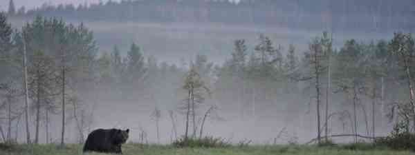 Bear Watching In Finland Wanderlust