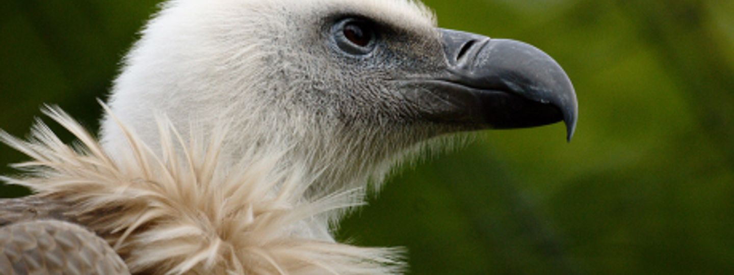 the griffon vultures of cres croatia wanderlust