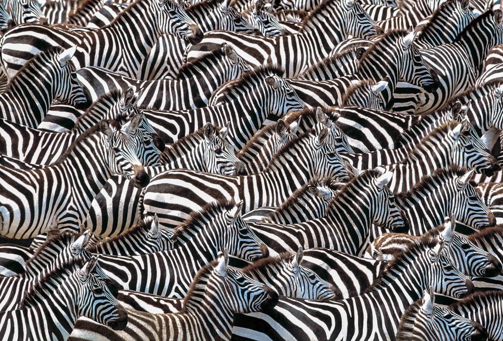 Gallery: 11 stunning wildlife photos from Art Wolfe's travels around