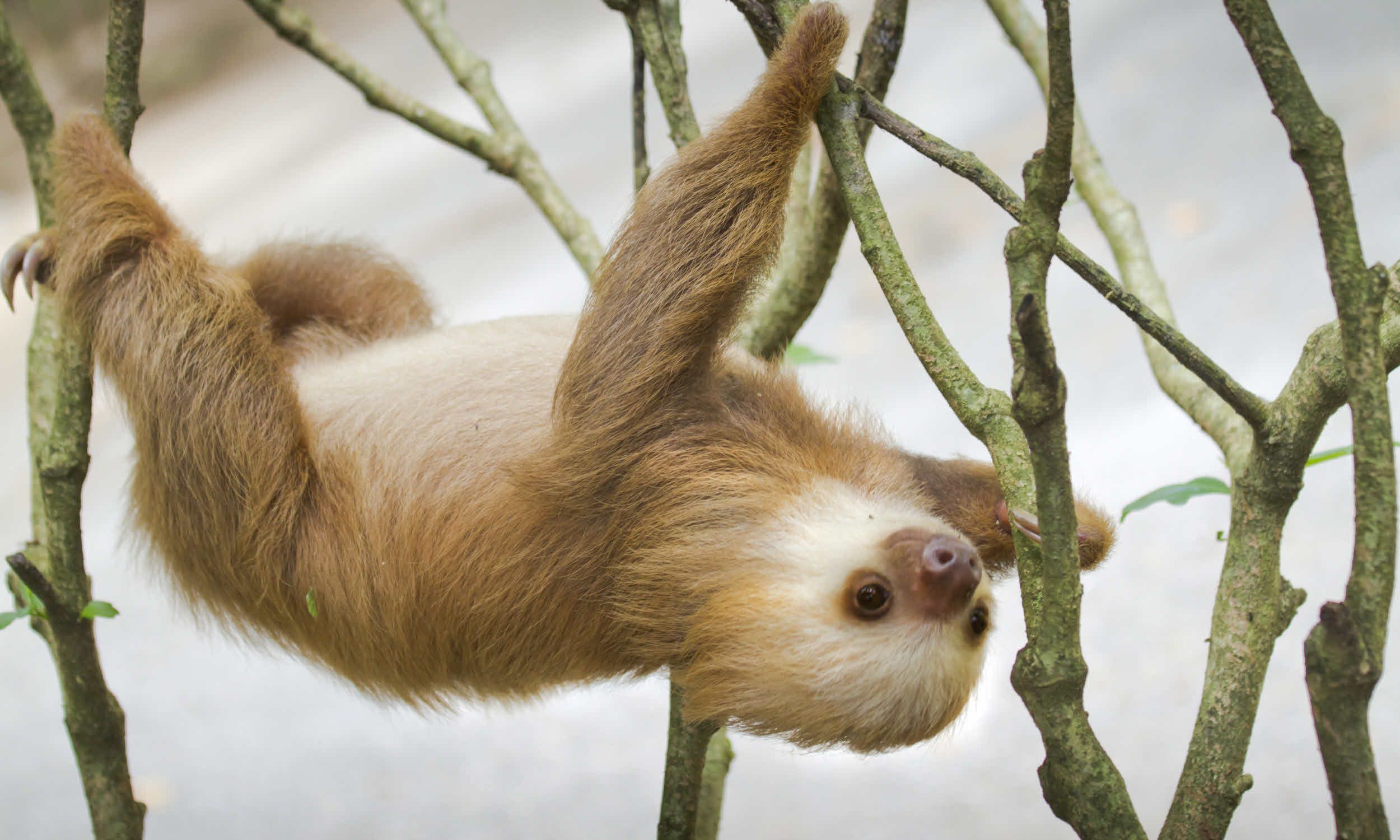 6 fast fun facts you didn’t know about sloths | Wanderlust