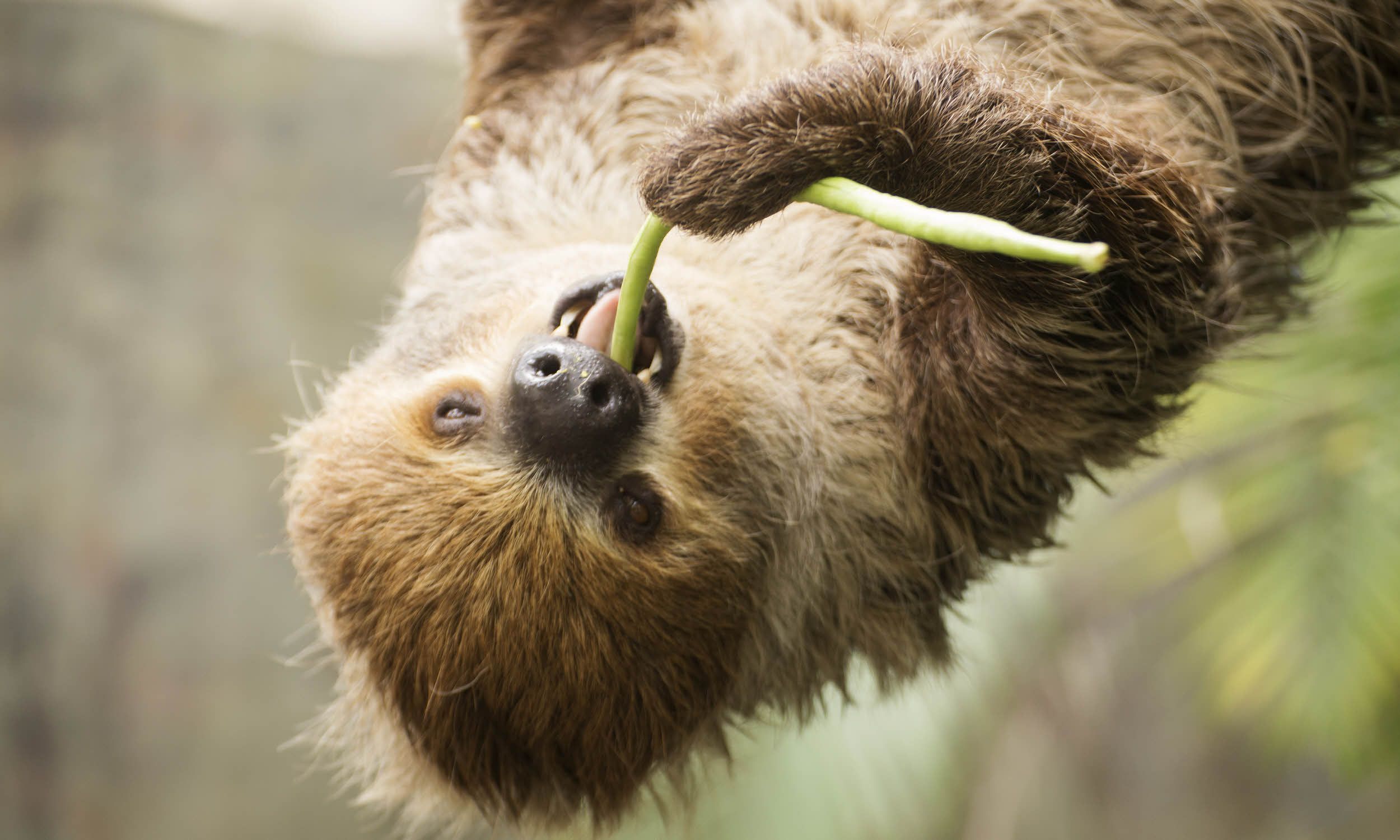 6 fast fun facts you didn’t know about sloths | Wanderlust