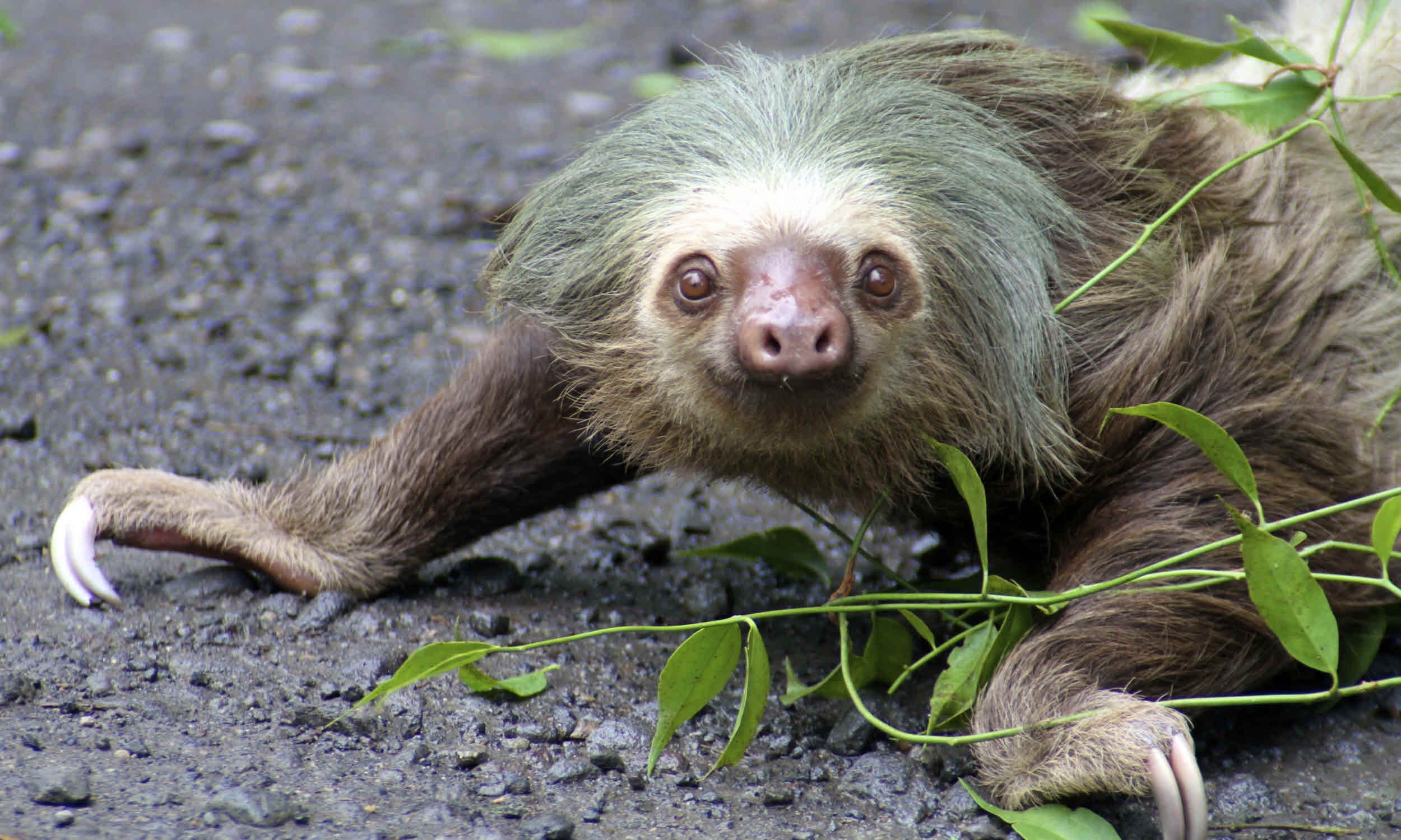 6 fast fun facts you didn’t know about sloths | Wanderlust