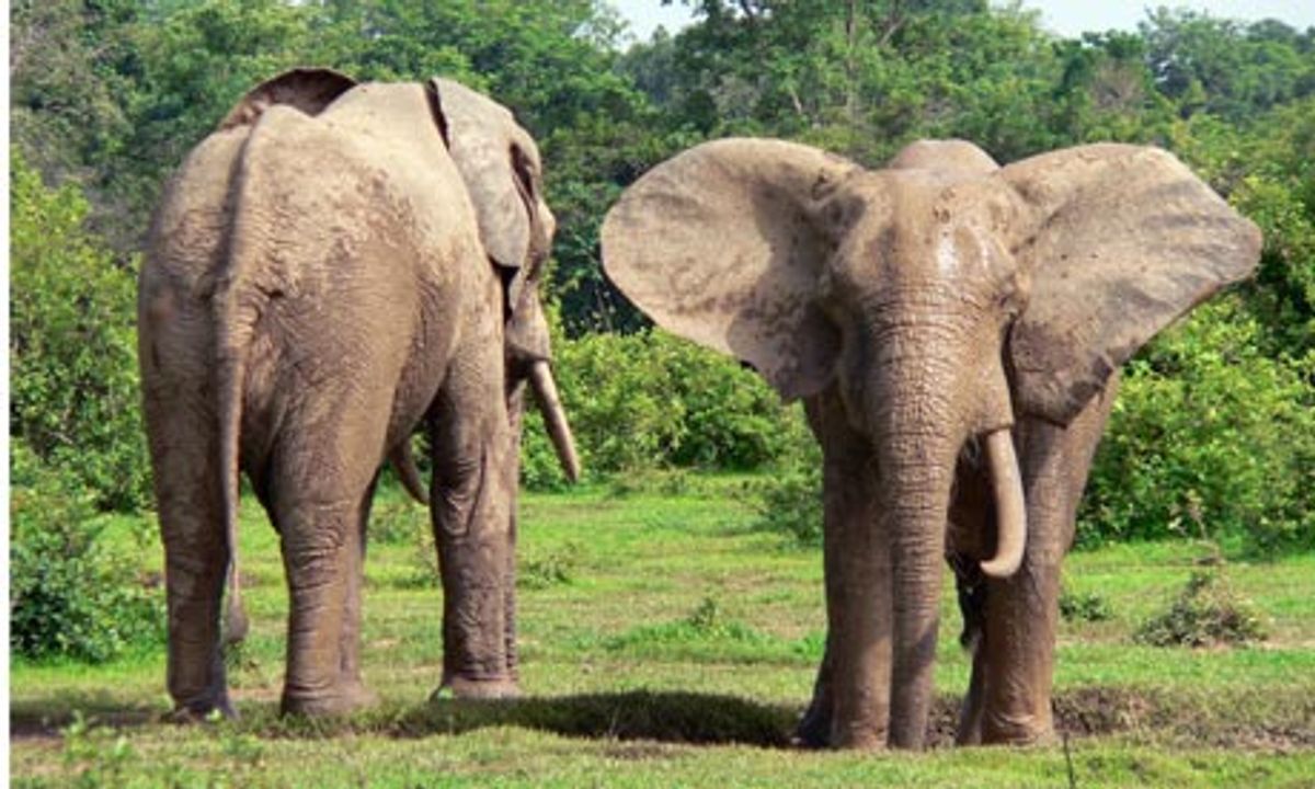 Wild Animals In Ghana Go For Vacation To Ghana On Travelbrochures Wild Animals In Ghana Go For Vacation To Ghana On Travelbrochures