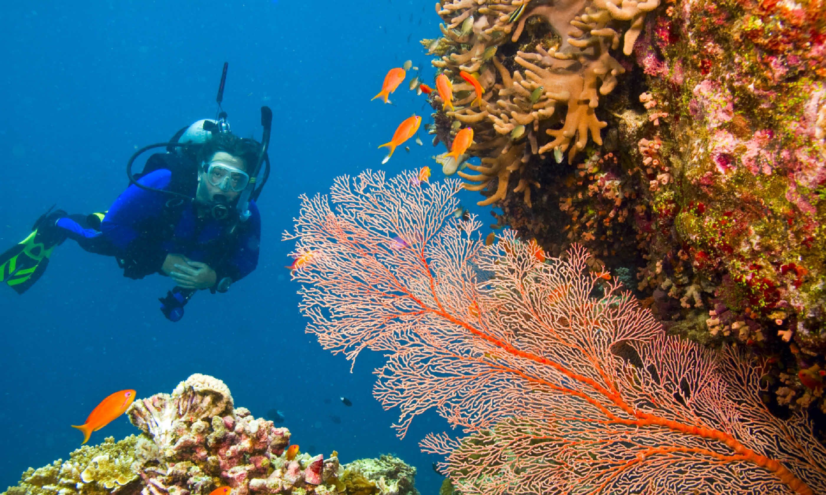 Ultimate guide to the Great Barrier Reef Wanderlust