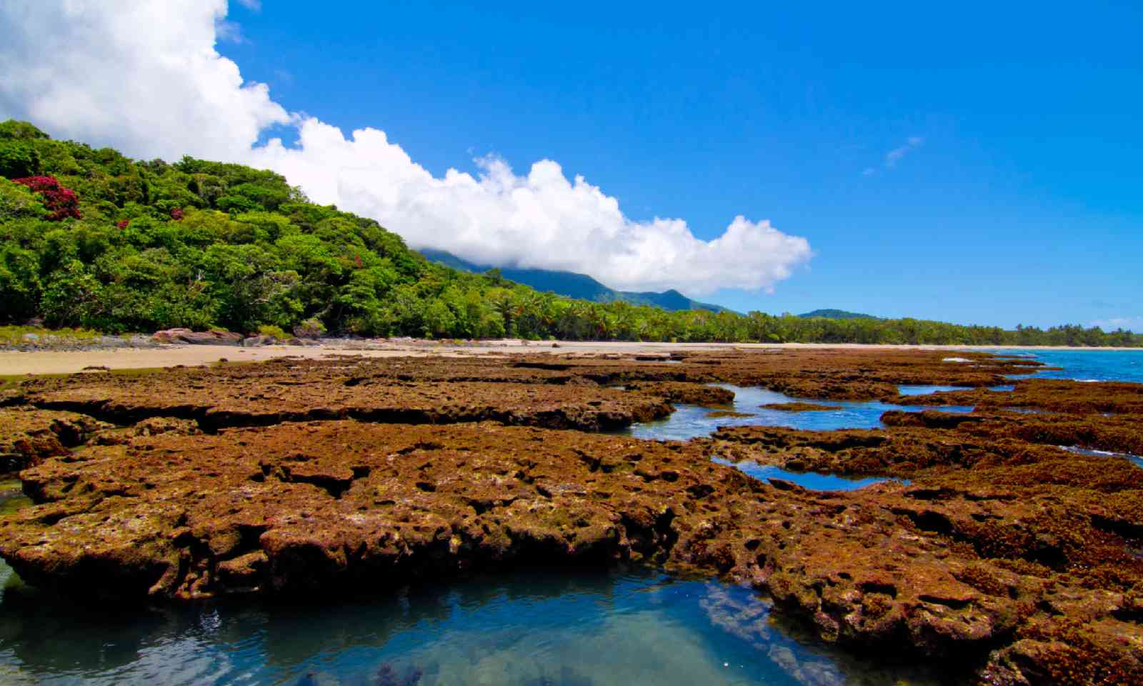 Daintree National Park (Shutterstock)