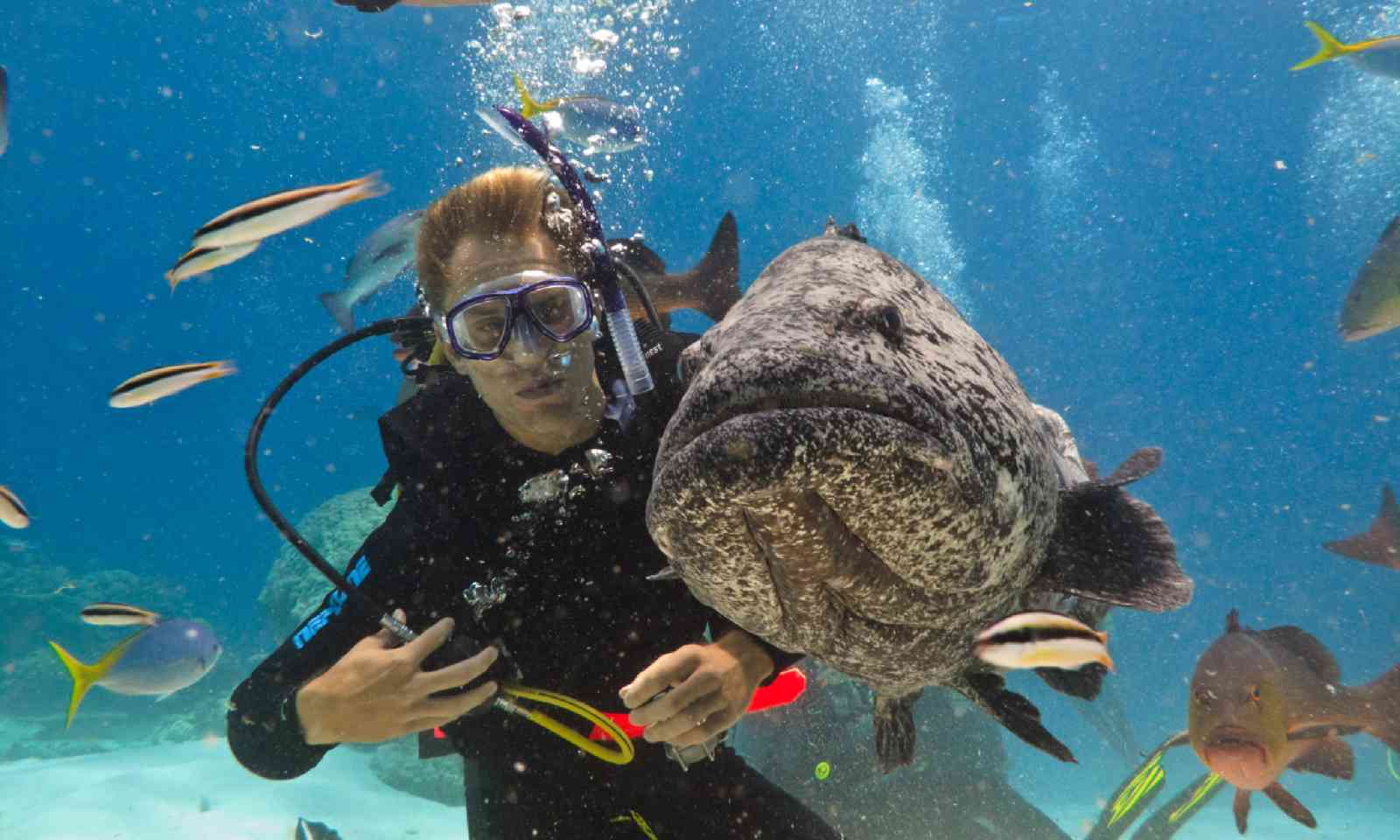 Diver with potato cod, Great Barrier Reef (Shutterstock)