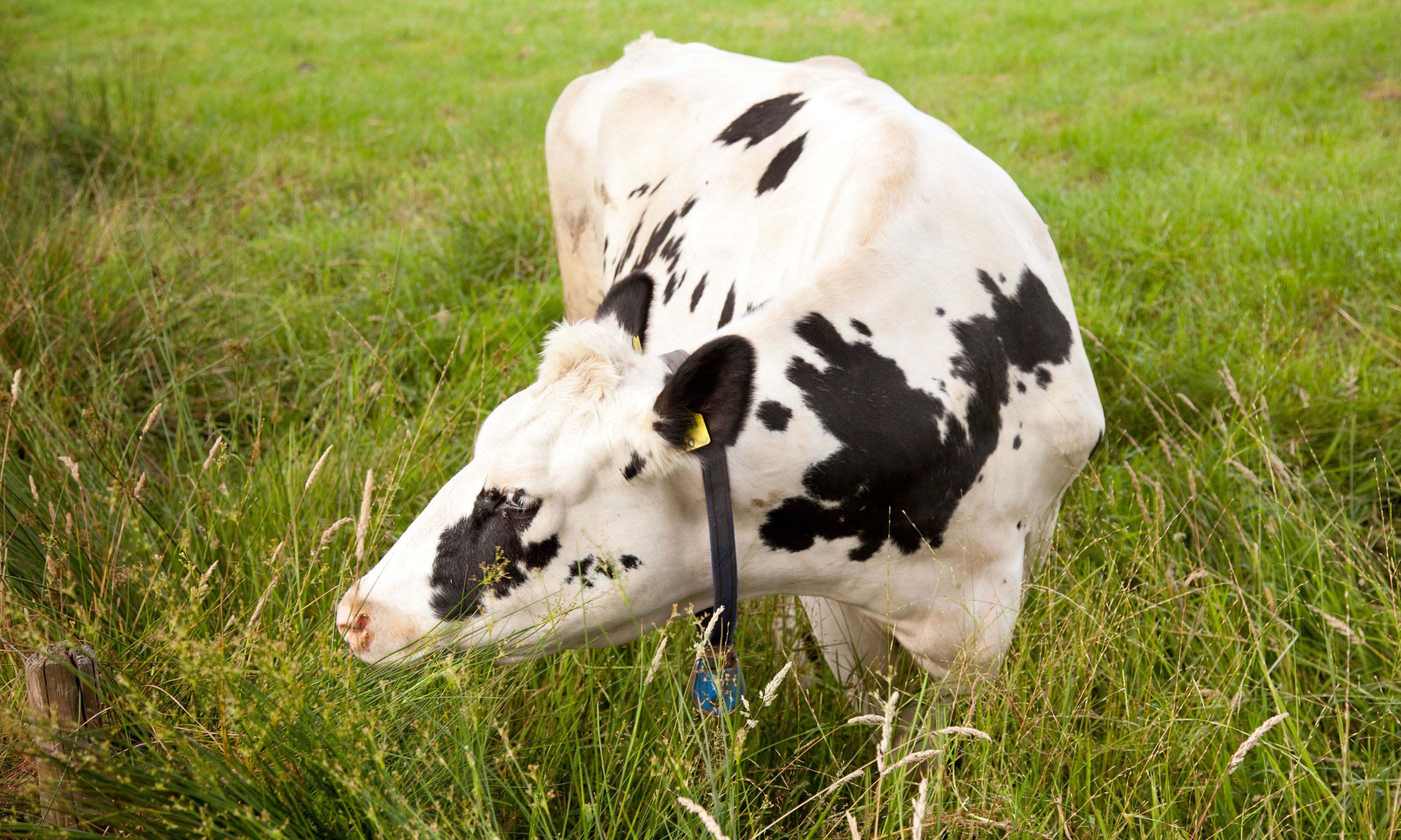 14 Strange Phrases From Around The World And What They Mean