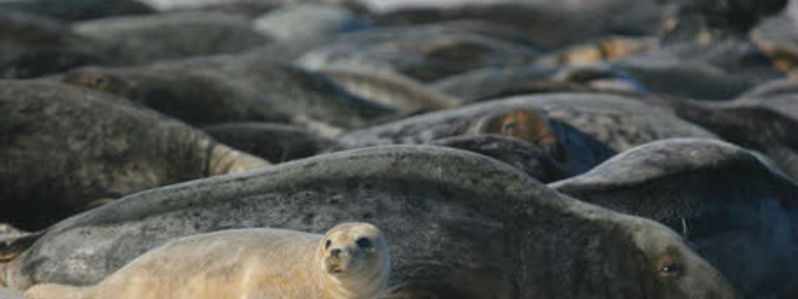 Where To Spot Seal Pups In The UK Dreamstime Where To Spot Seal Pups In The UK Dreamstime