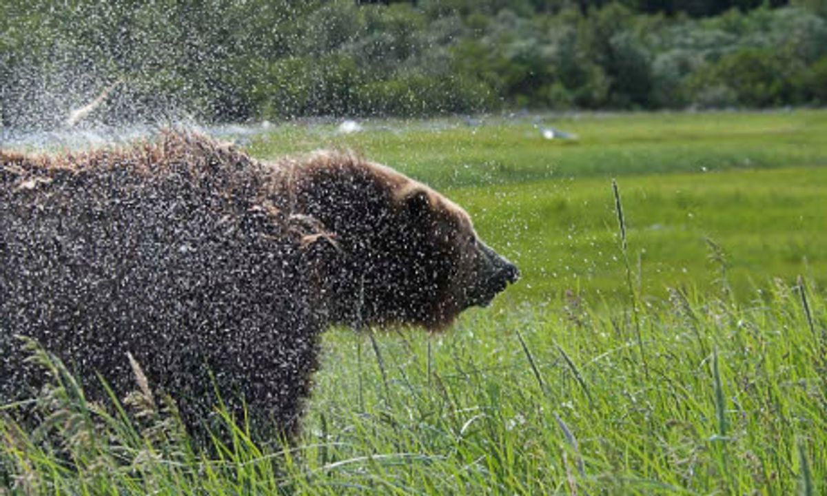 Practically cuddling brown bears, Alaska
