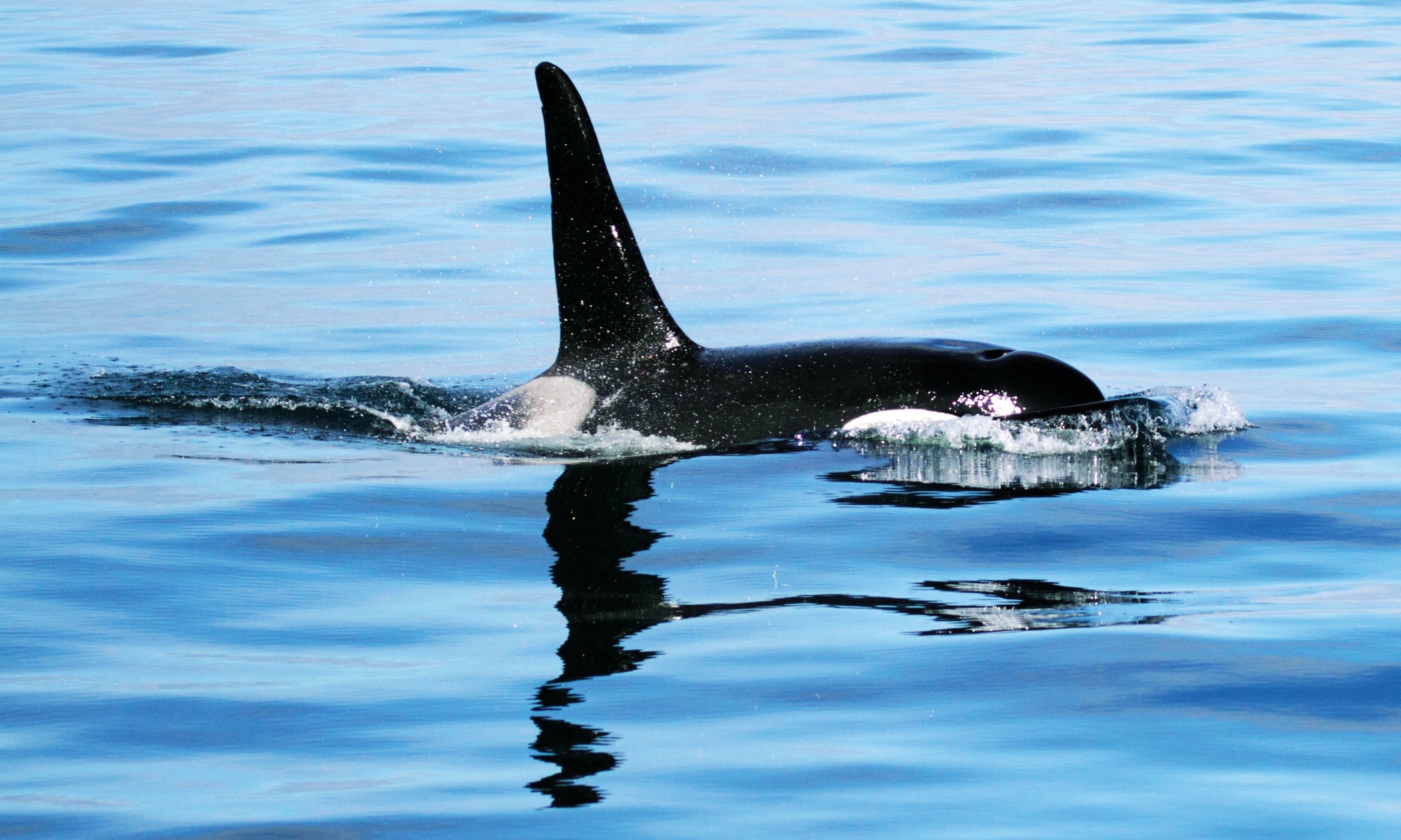 Wildlife Watching In Winter Iceland Wanderlust - 