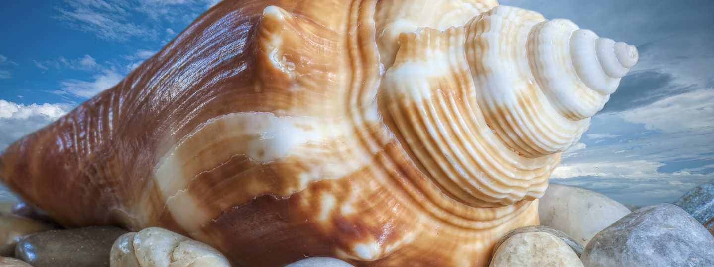 Best Beaches To Find Shells On East Coast at Lauren Murphy blog