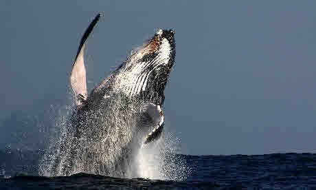 Whale Watching In Colombia Wanderlust