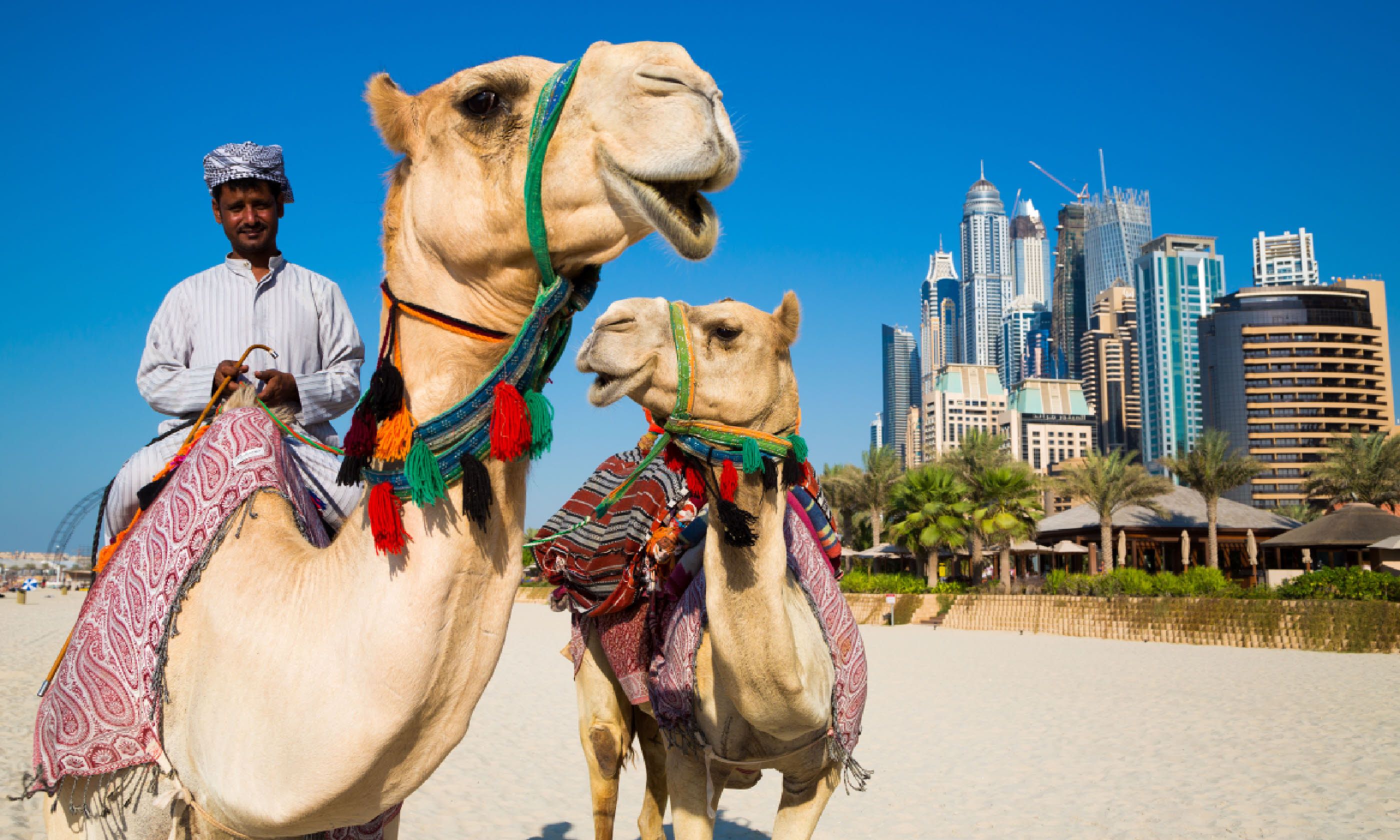 Camels on JBR beach, near Dubai Marina (Shutterstock)