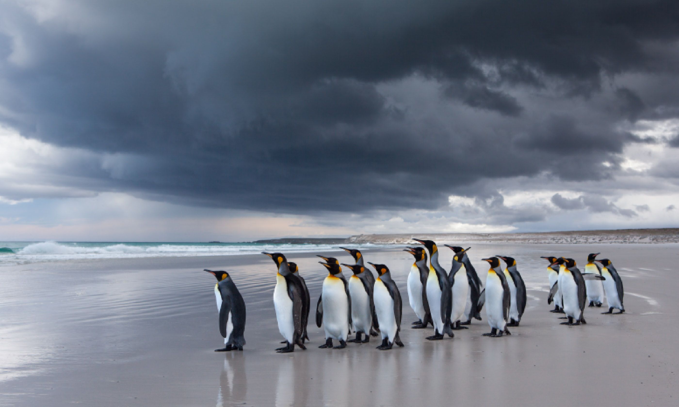 King Penguins (Shutterstock: see credit below)