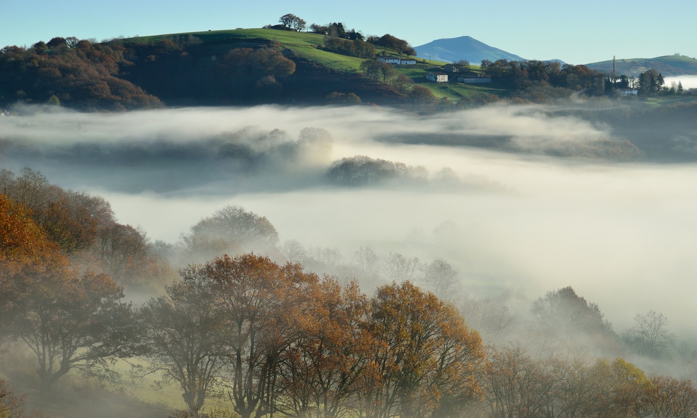 Туманный пейзаж. Туманный пейзаж. Мрачный еловый лес. Fog pay. Хвойный лес в тумане.