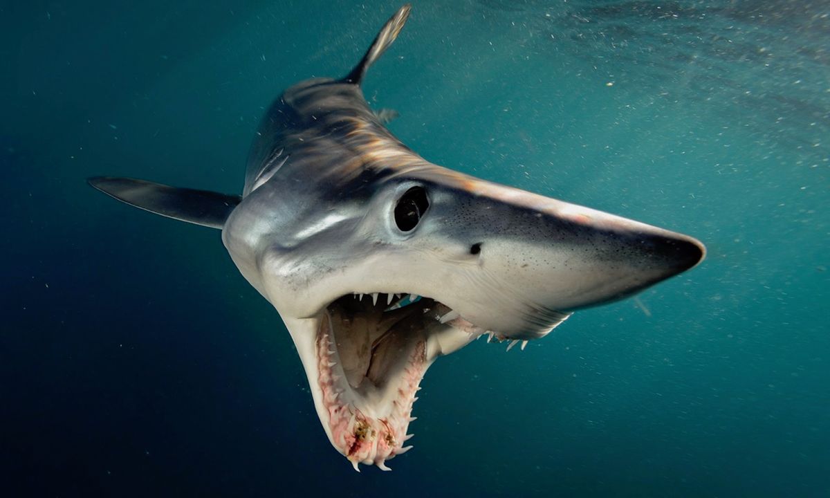 photo gallery 16 sensational shark photos by nat geo s brian skerry