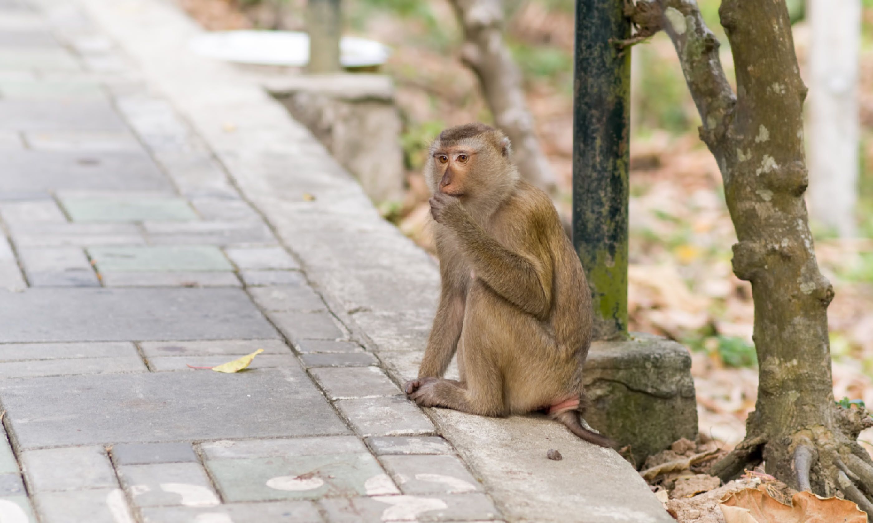 Monkey on the walkway at Khao Tosae mountain (Shutterstock)