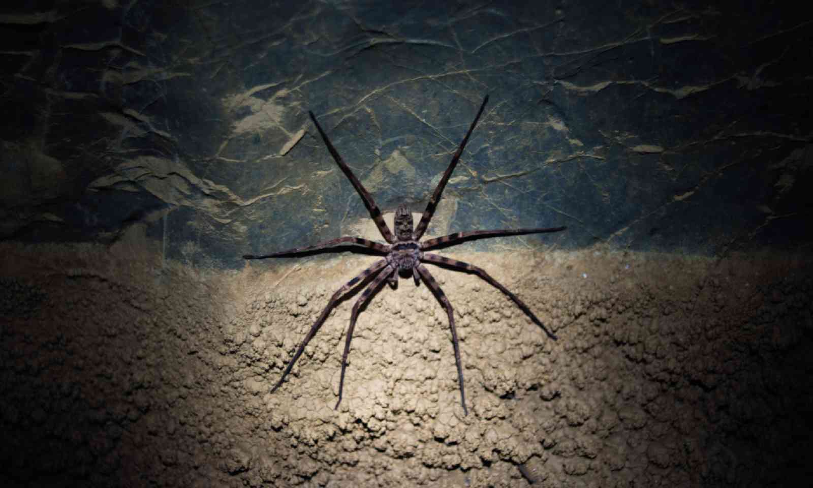 Huntsman spider (Photo: David W Lloyd) 