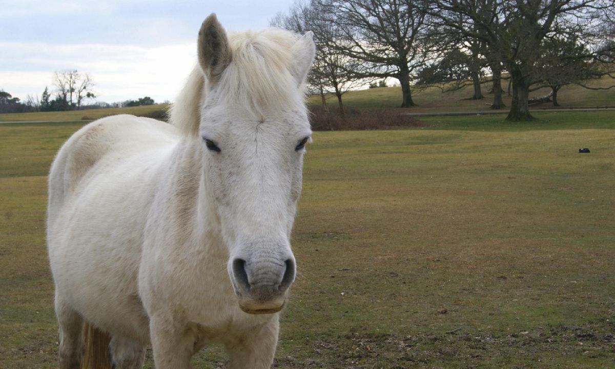 Roaming With Ponies In England S New Forest National Park Wanderlust