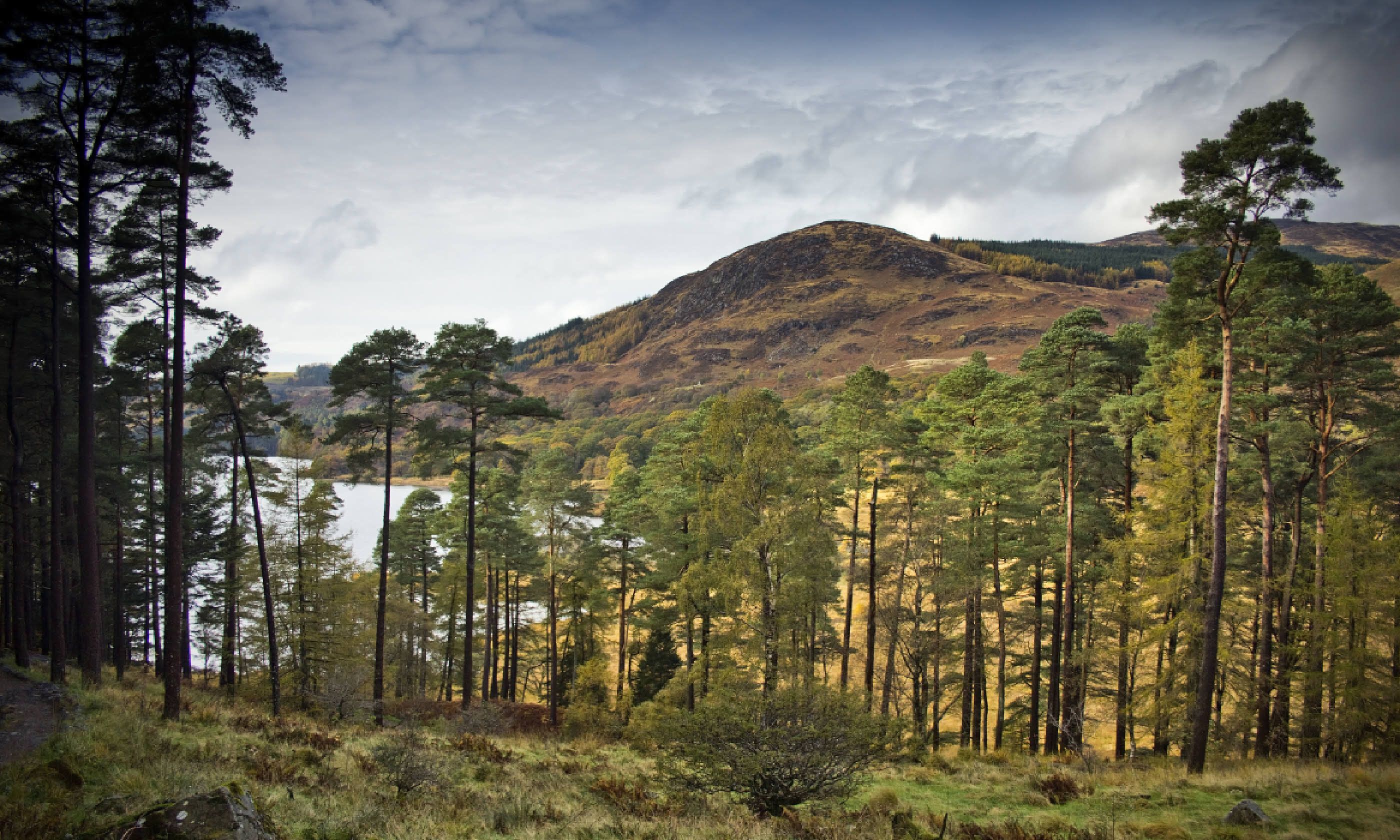 Scots Pines in Galloway Forest Park (Shutterstock)