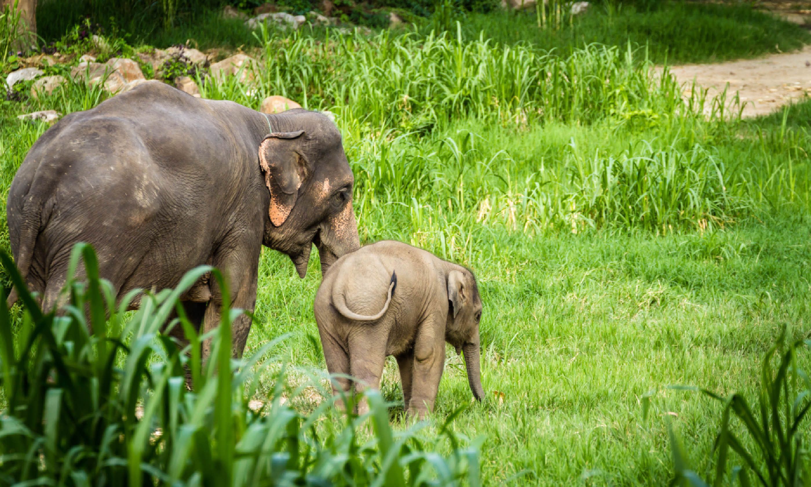 Mother and baby elephants, Thailand (Shutterstock)