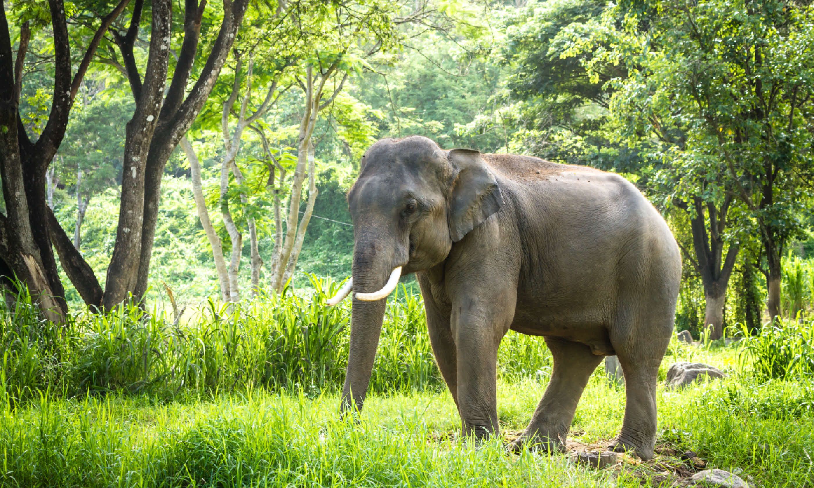 Mature bull elephant in Thailand (Shutterstock)
