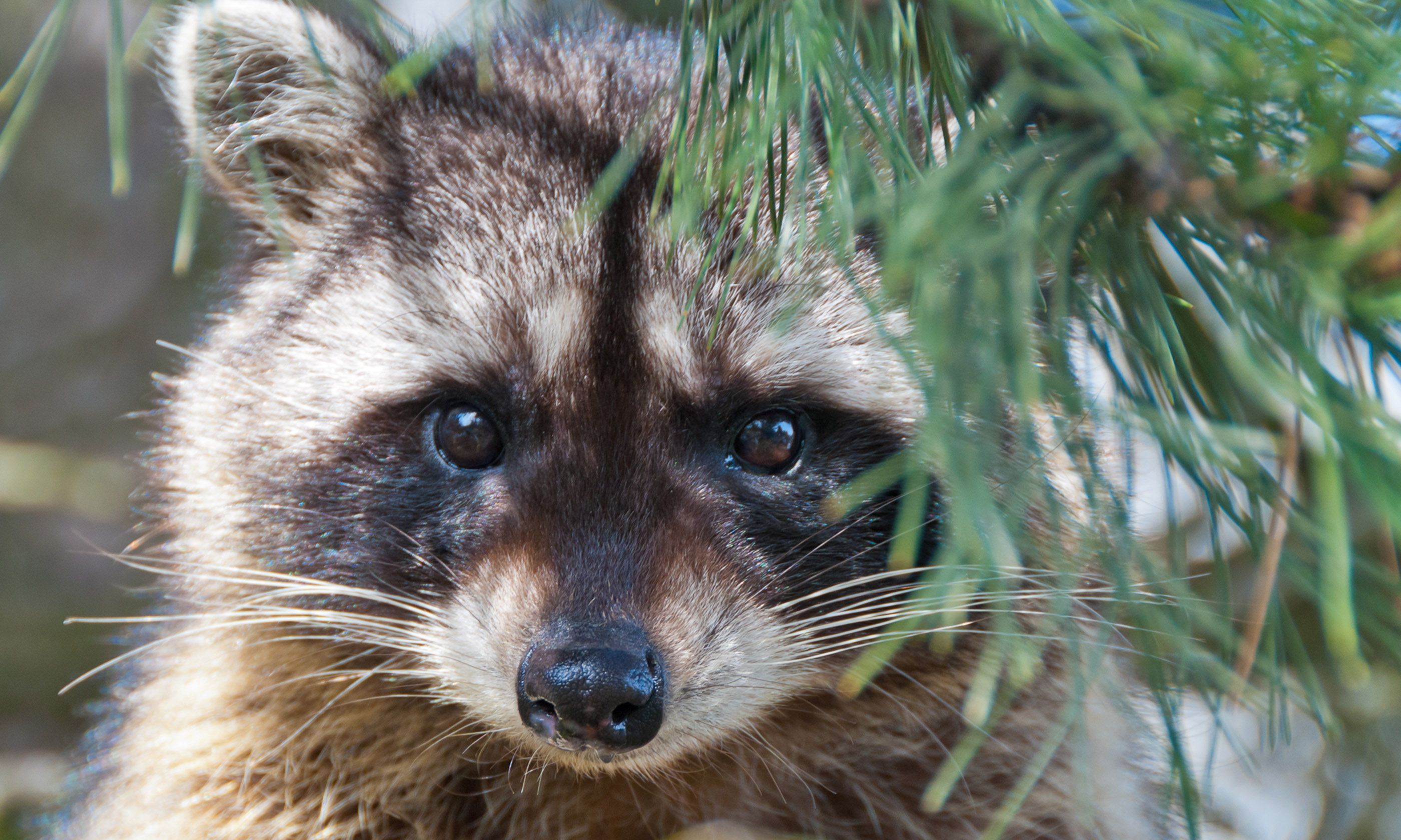 Playful racoon