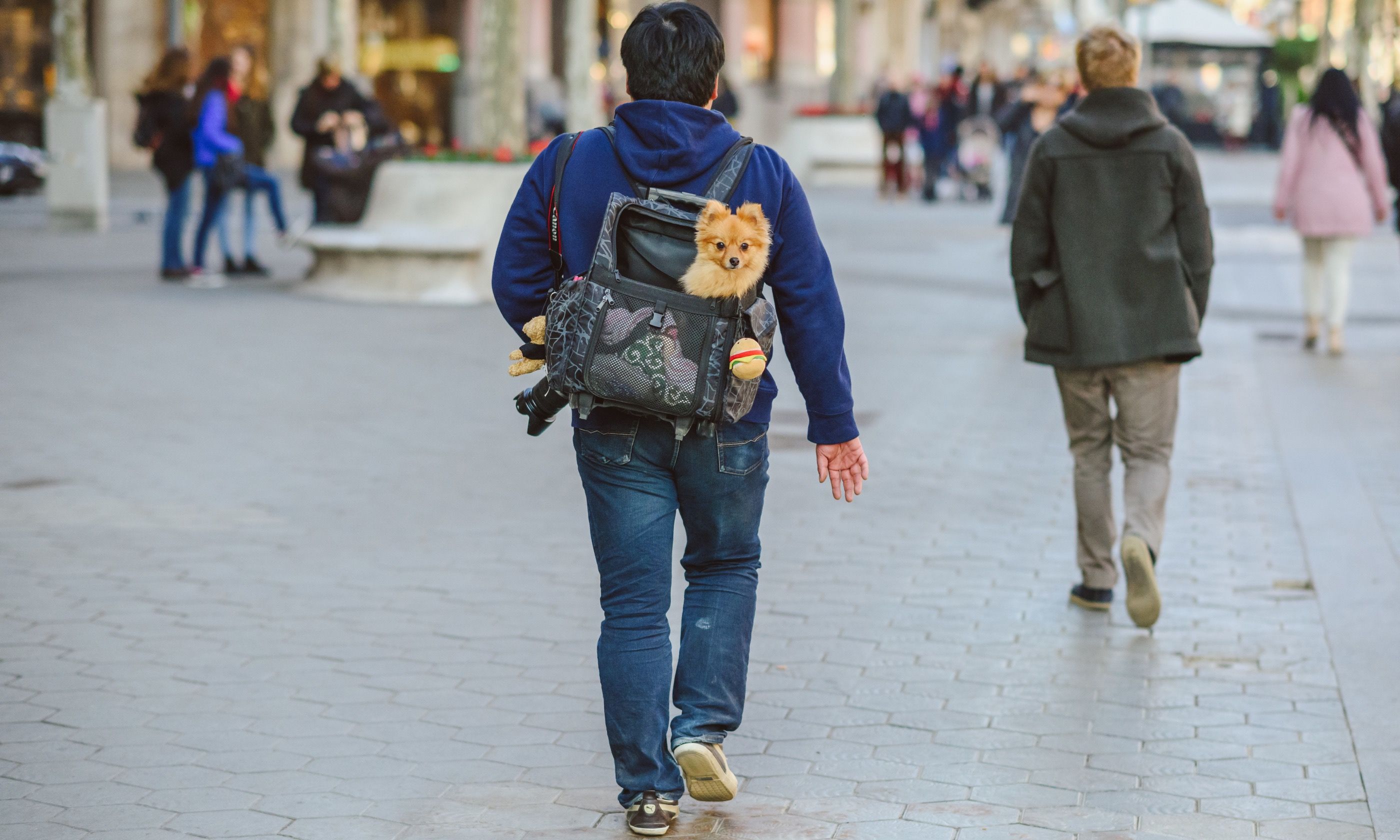 Barking glad the 7 best European cities for dogs Wanderlust