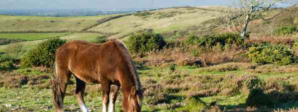 Short Break In The New Forest Uk Wanderlust