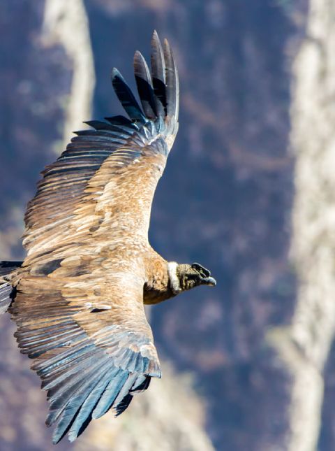 The Top 9 Wildlife Must See S In Peru Wanderlust
