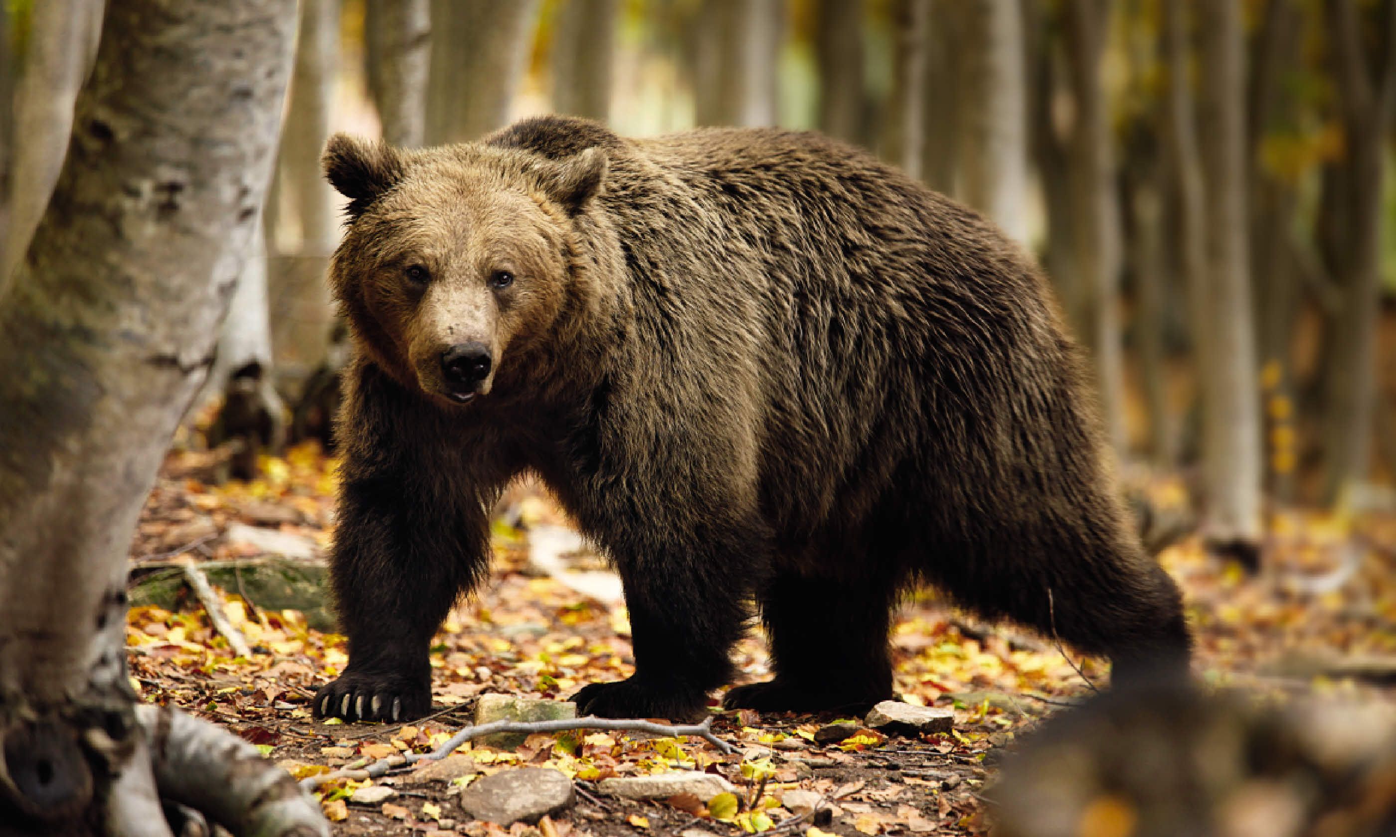Bear at Arcturos sanctuary (Nikos Kanellopoulos / Arcturos)