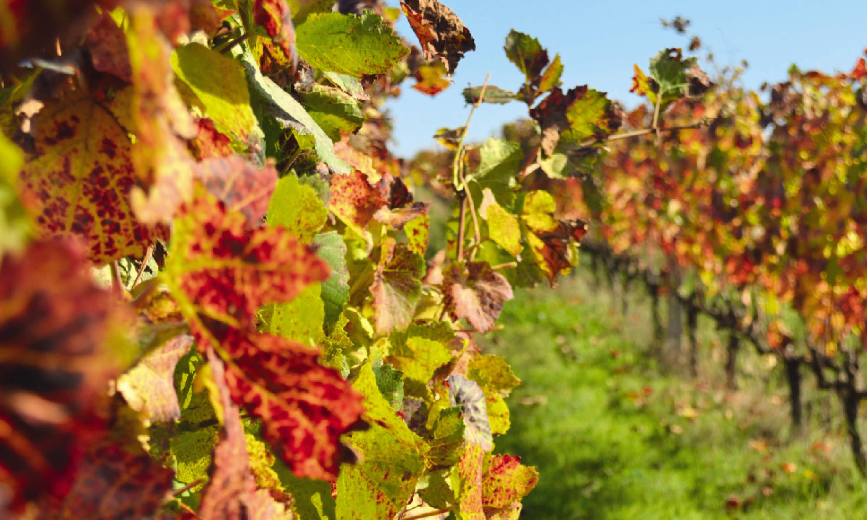 Vineyard at Alpha Wine Estate (Sarah Baxter)