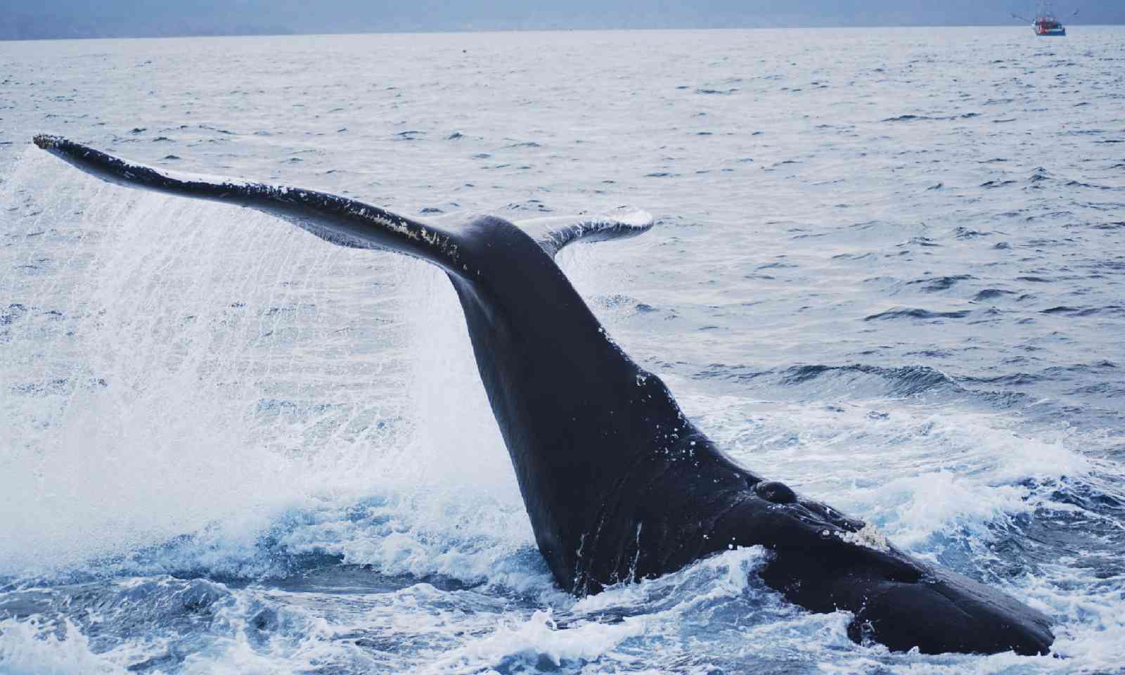 A humpback whale at St. John's harbour (Shutterstock)