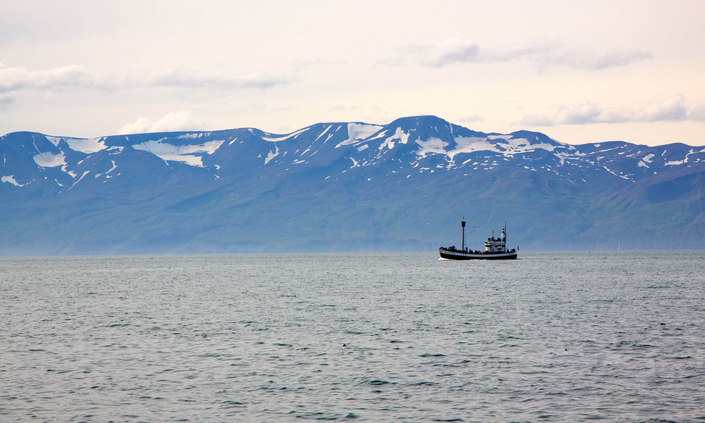 Whale Watching Boat in Shaky Bay, Iceland (Peter Moore)