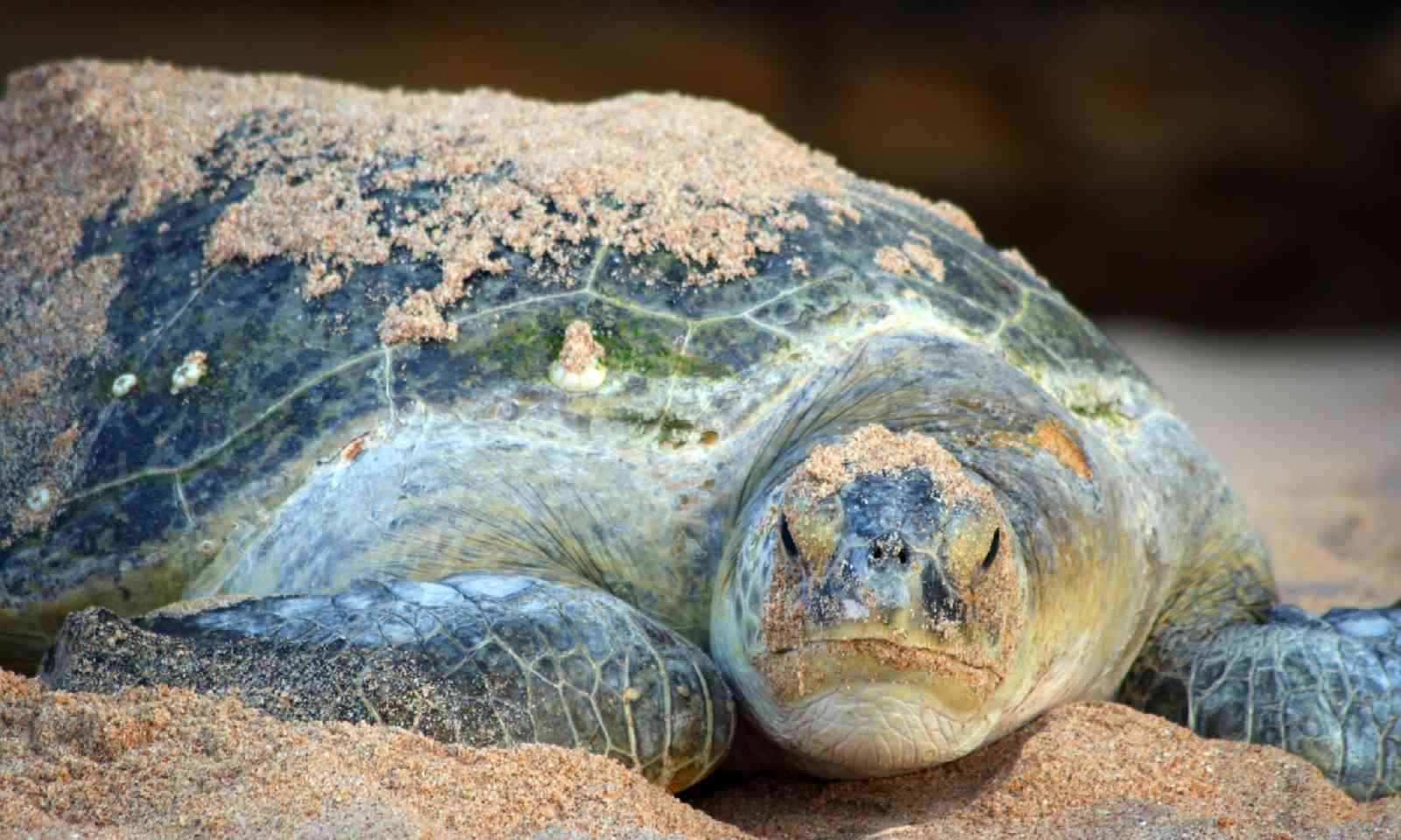 Green turtle at Ras al Jinz (Dreamstime)