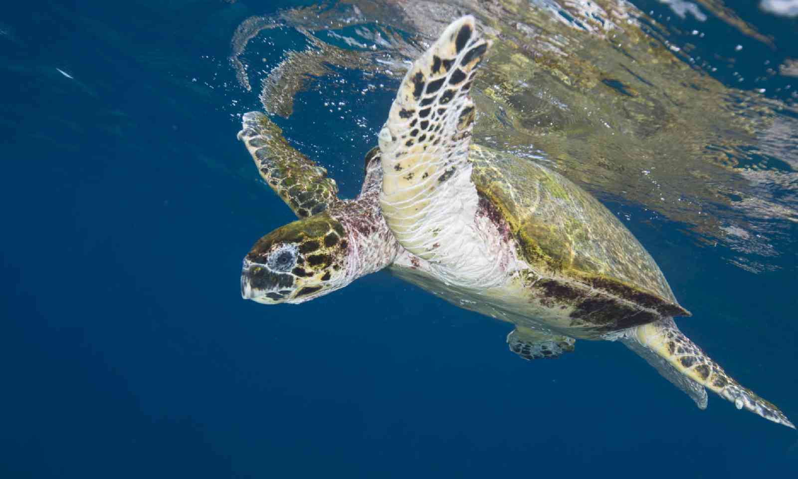 Green turtle swimming off the coast of Oman (Shutterstock)