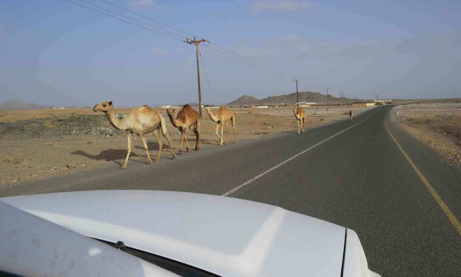 Camels on the road – a common sight (Hazel Plush)