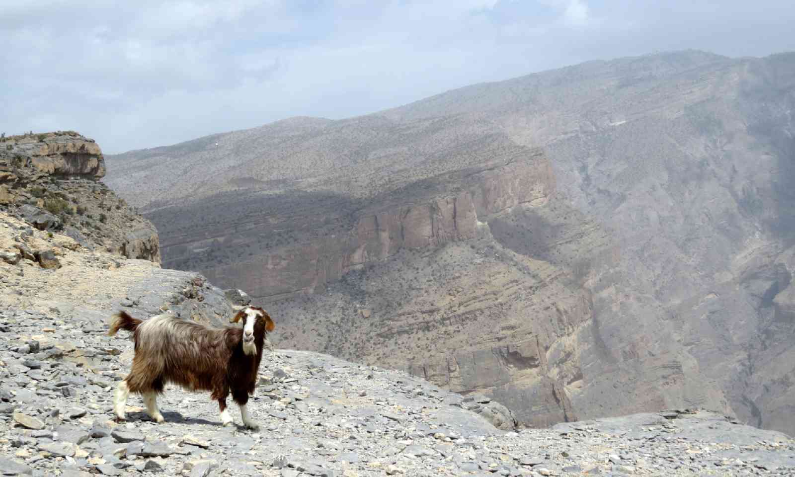 Goat at Jebel Shams (Hazel Plush)